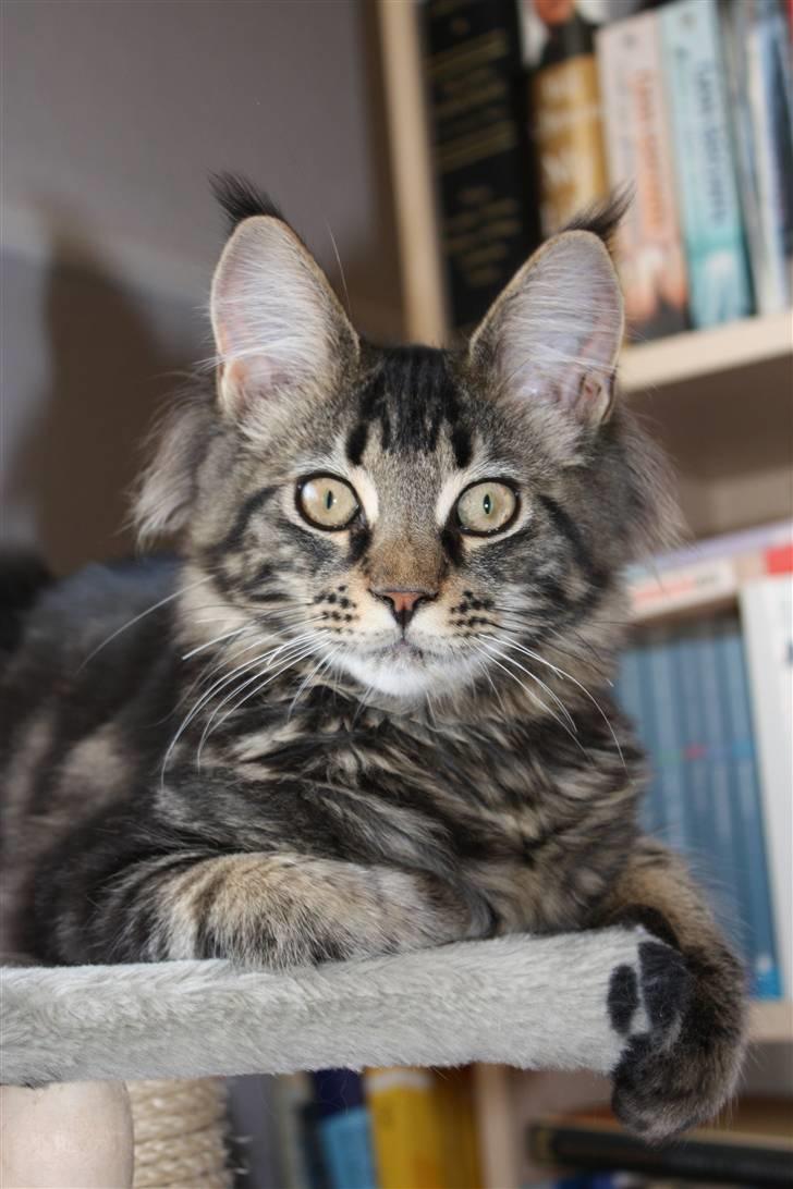 Maine Coon Hugo billede 4