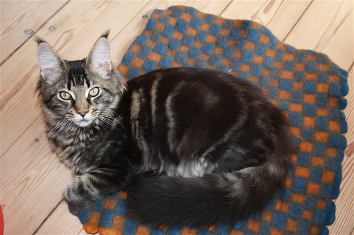 Maine Coon Hugo - Se mit bulls eye på maven billede 5