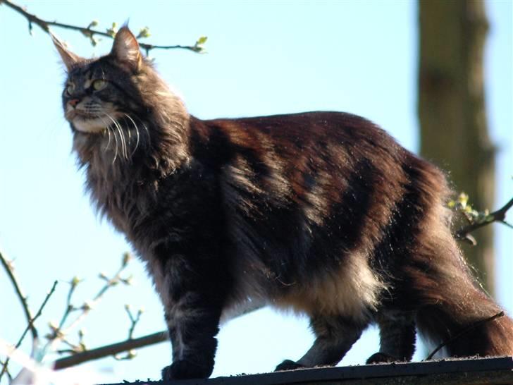 Maine Coon Kafra's Kiss me Tiger  billede 8