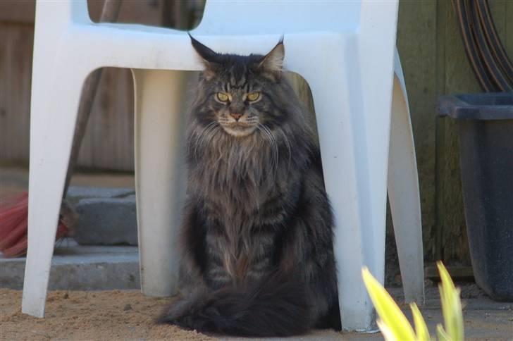 Maine Coon Kafra's Kiss me Tiger  billede 9