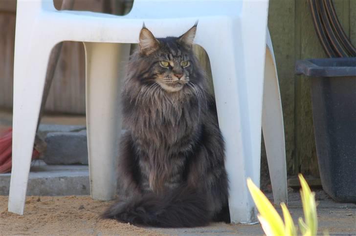 Maine Coon Kafra's Kiss me Tiger  billede 10