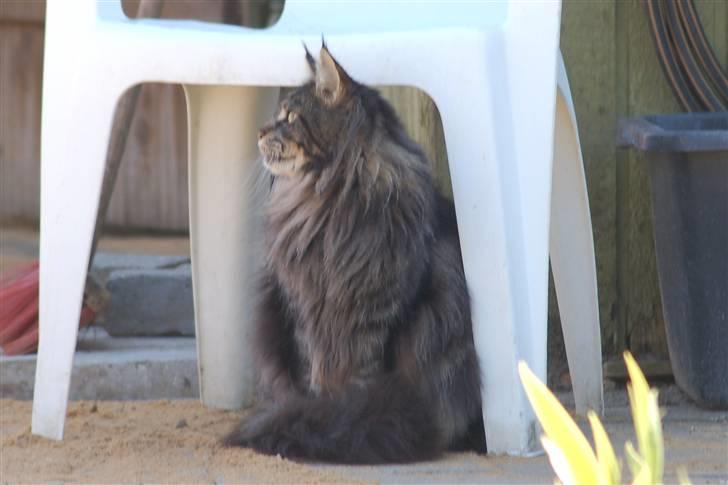 Maine Coon Kafra's Kiss me Tiger  billede 11