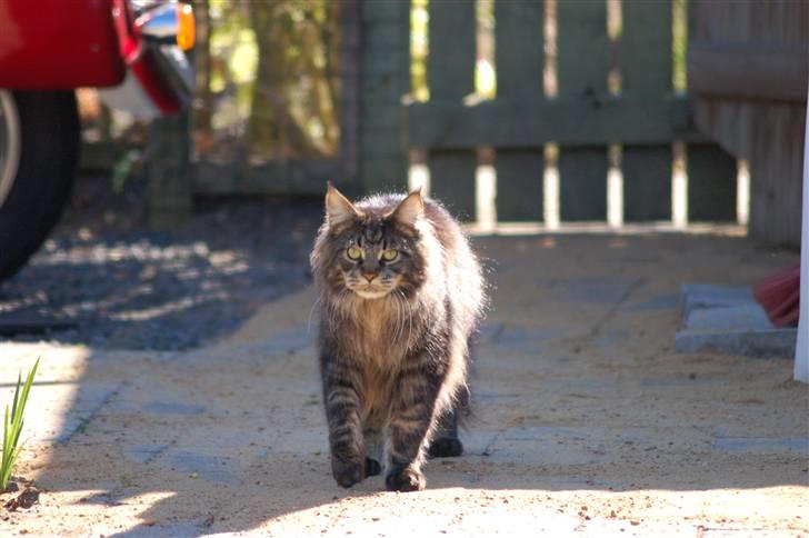 Maine Coon Kafra's Kiss me Tiger  billede 12