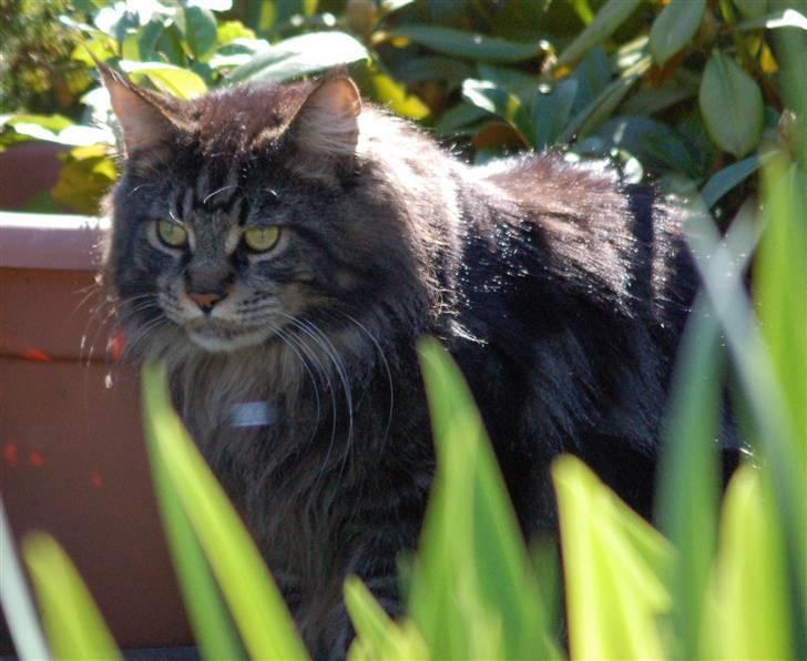 Maine Coon Kafra's Kiss me Tiger  billede 13