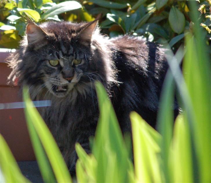 Maine Coon Kafra's Kiss me Tiger  billede 14