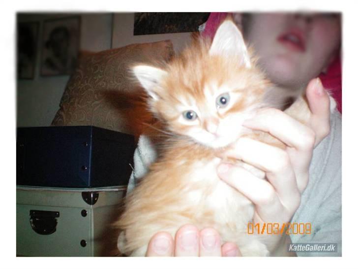 Blanding af racer Orkide mormor og morfar's billede 14