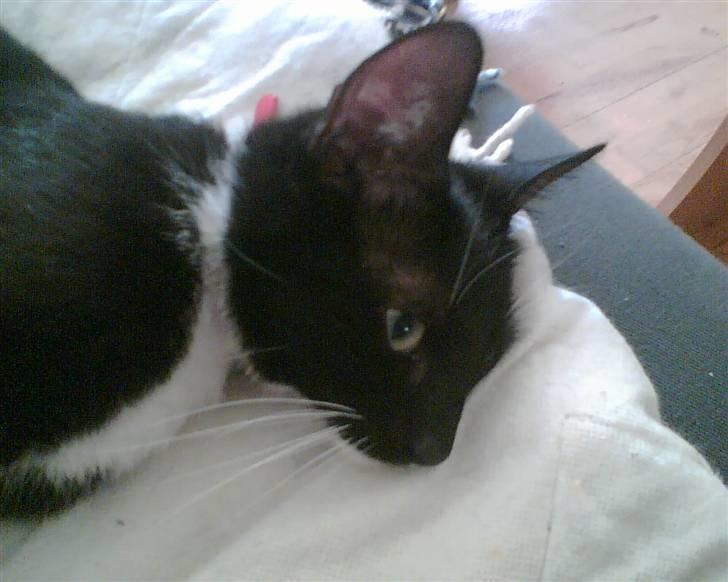 Huskat Sendy - Sendy ;*´ billede 1