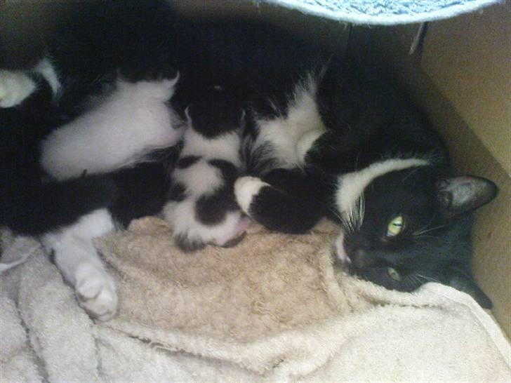 Huskat Sendy - Sendy og hendes nye kuld, på 2 små søde killinger!? ;D´ billede 2