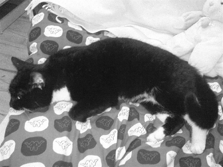 Huskat Sendy billede 3