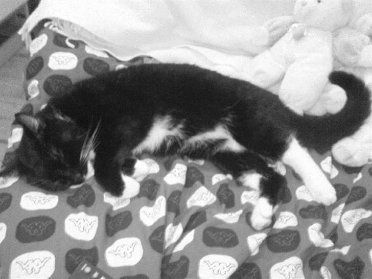 Huskat Sendy billede 4