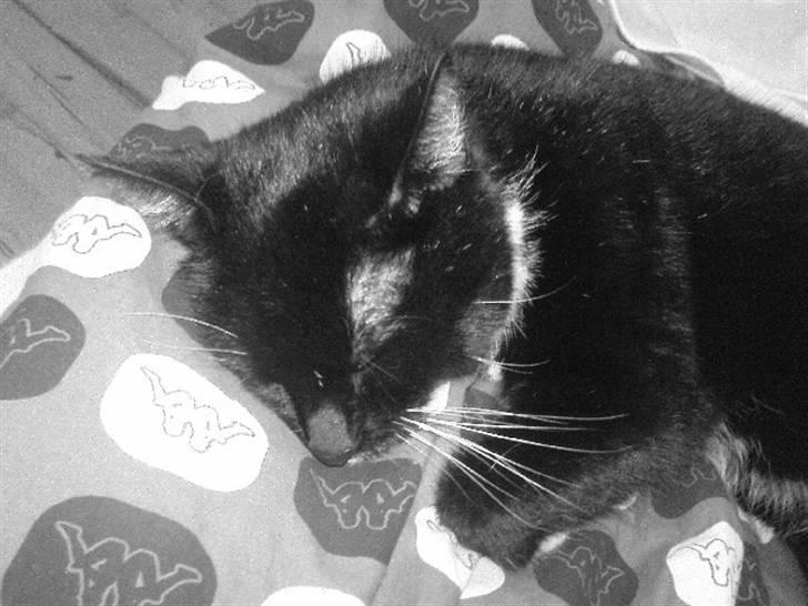 Huskat Sendy billede 5