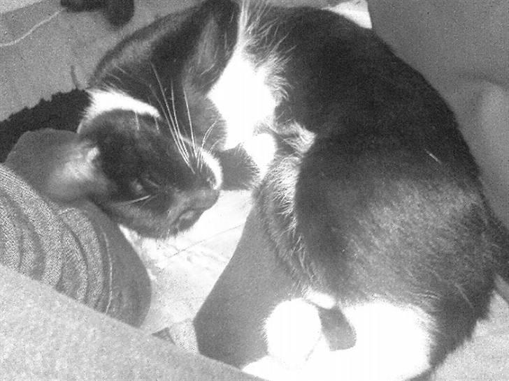 Huskat Sendy billede 6