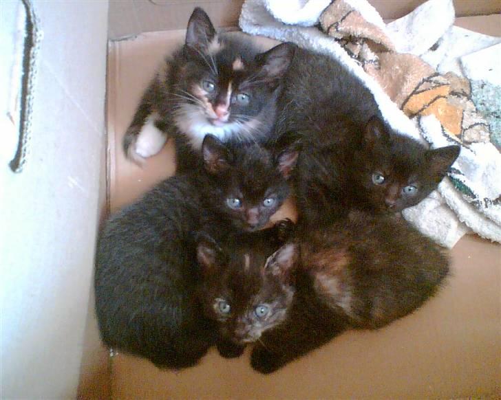 Huskat Sendy - Sendys forrige kuld ;D´ (Solgt!) billede 7