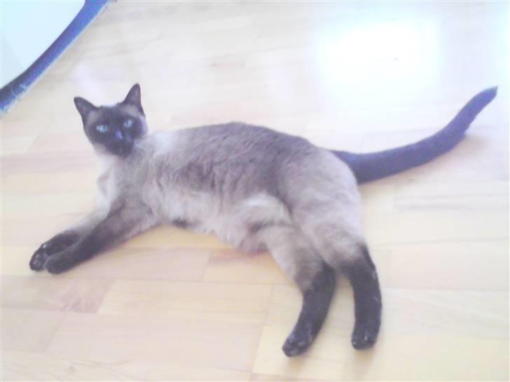 Siameser Plet - Se hvor flot jeg er... billede 15