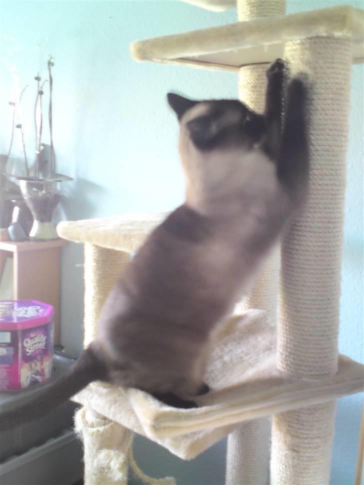 Siameser Plet - Daglig motion- kradsebrættet får en tur billede 16