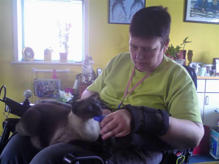 Siameser Plet - Et besøg hos min elskede frisør - pelsen får en ordentlig omgang billede 17