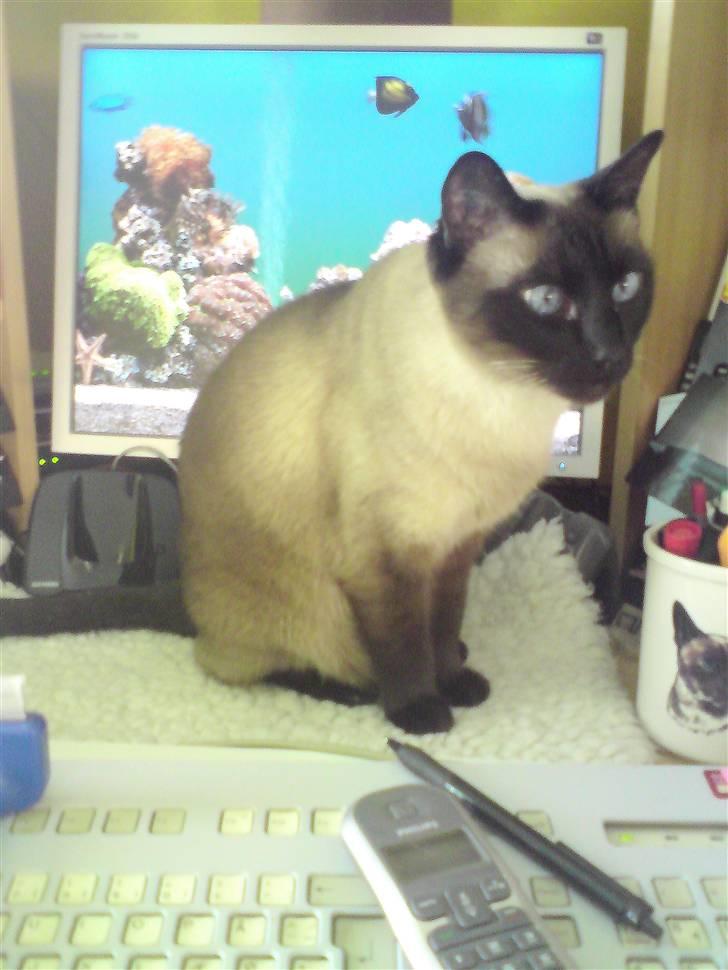 Siameser Plet - Mor har sådan et sjovt akvarie med fisk der skifter farve..... Skal nok få fat på dem endag.. billede 18