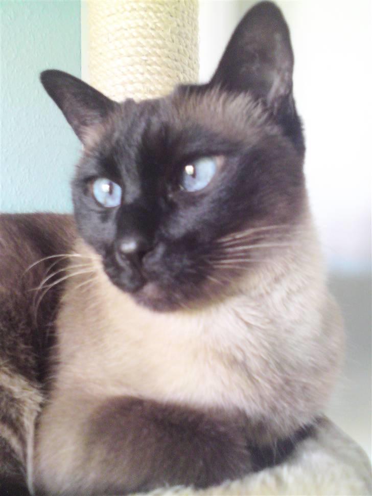 Siameser Plet - Close up - smukke Plet billede 19