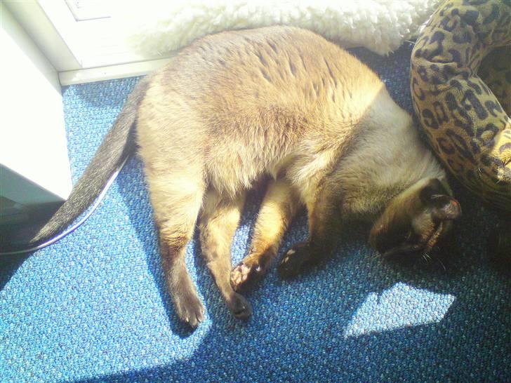 Siameser Plet - Her får jeg en lille "morfar" i solen. billede 20