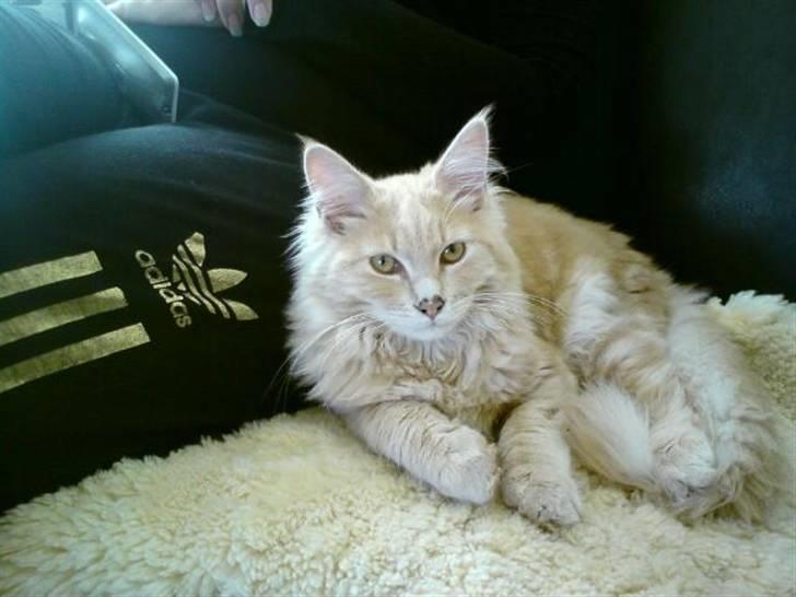 Maine Coon Dreamer (solgt) billede 13