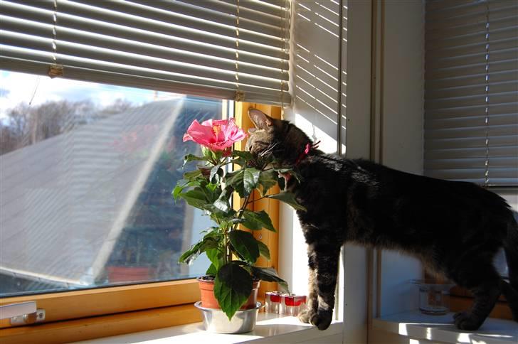 Huskat Kiva billede 6