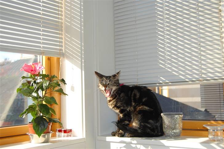 Huskat Kiva billede 7