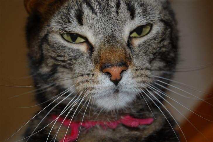 Huskat Kiva billede 8