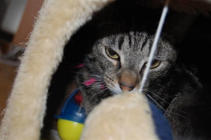 Huskat Kiva billede 9