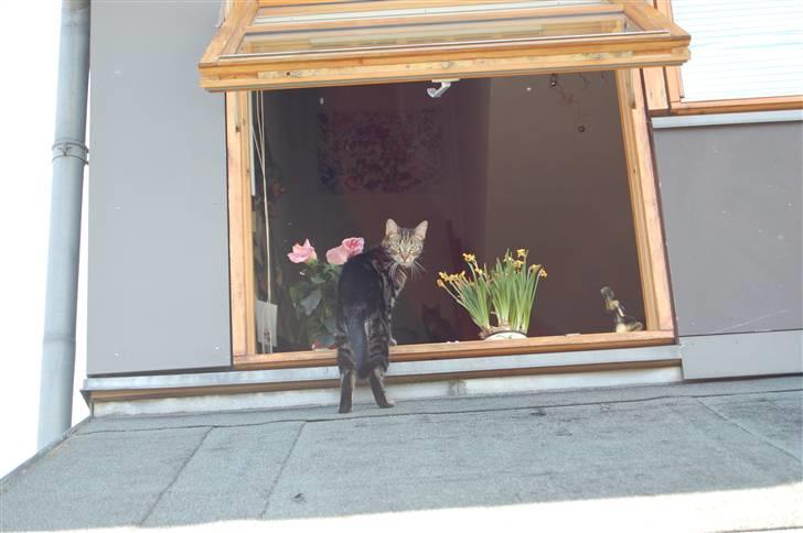 Huskat Kiva - Tag-katten Kiva :D  billede 10