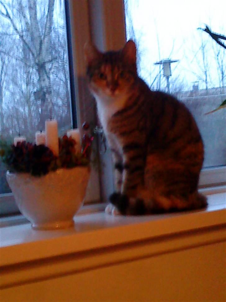 Blanding af racer Tiger *RIP* - Sidder lige pænt for engangs skyld billede 3