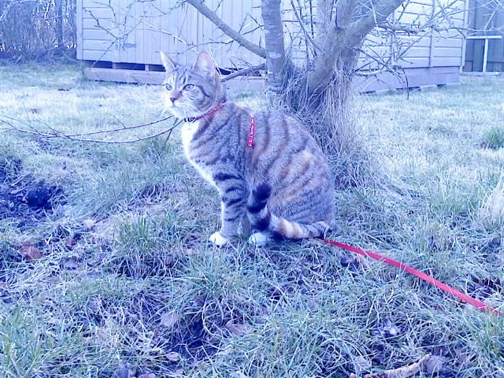 Blanding af racer Tiger *RIP* - Ude i haven billede 4