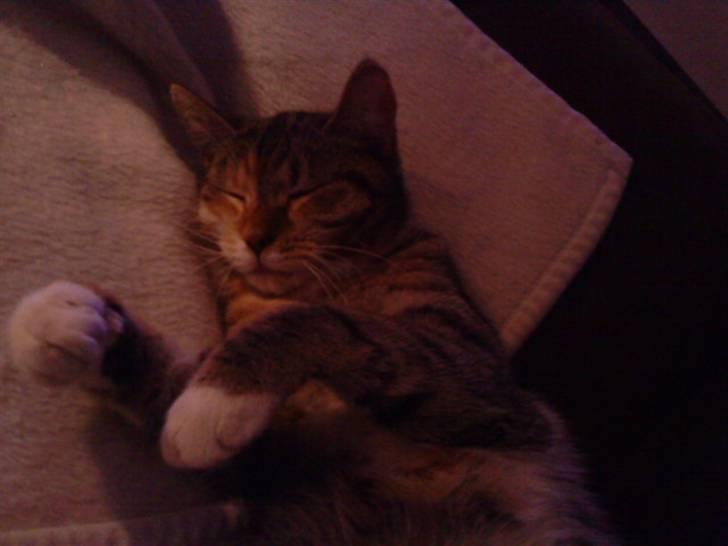 Blanding af racer Tiger *RIP* - Uhm... drømmer om kiks billede 5