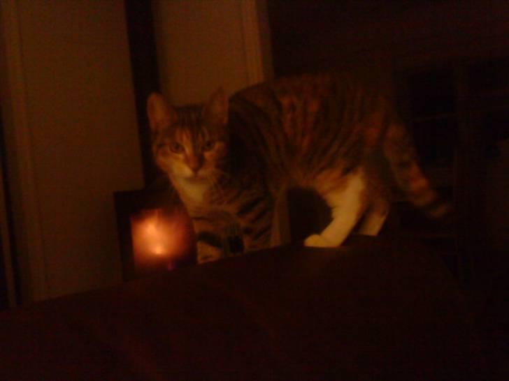 Blanding af racer Tiger *RIP* - Er ude op noget, men siger ikke hvad det er billede 6