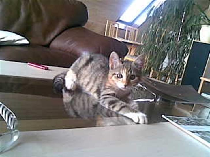 Blanding af racer Tiger *RIP* - huh? Sagde du noget, mor? billede 7