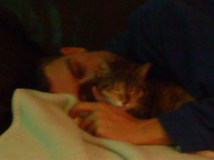 Blanding af racer Tiger *RIP* - Elsker at putte med far :=) Det er så dejligt billede 8