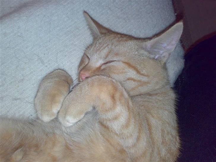 Huskat Charlie billede 1