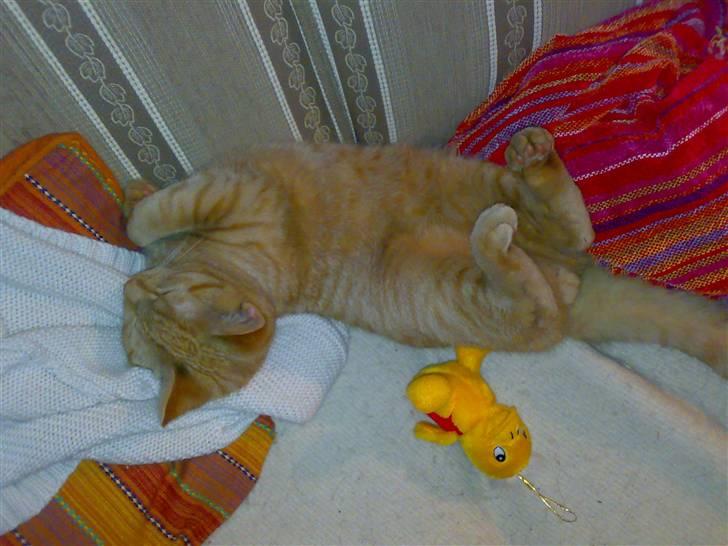 Huskat Charlie billede 2