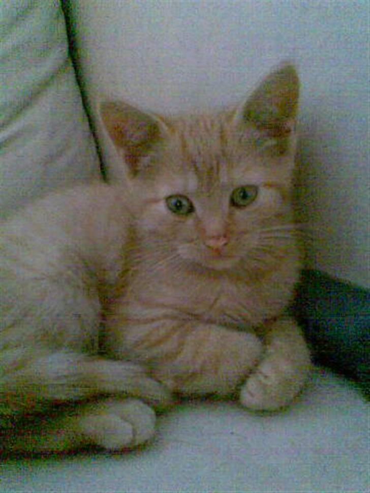 Huskat Charlie - Charlie som killing billede 3