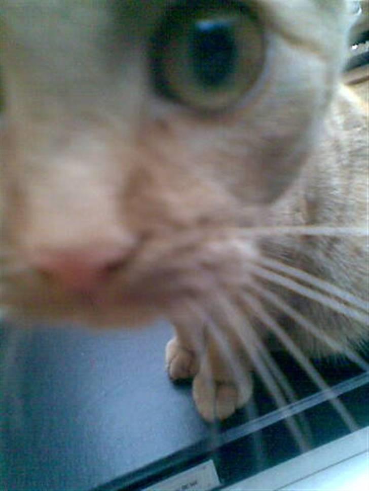 Huskat Charlie billede 4