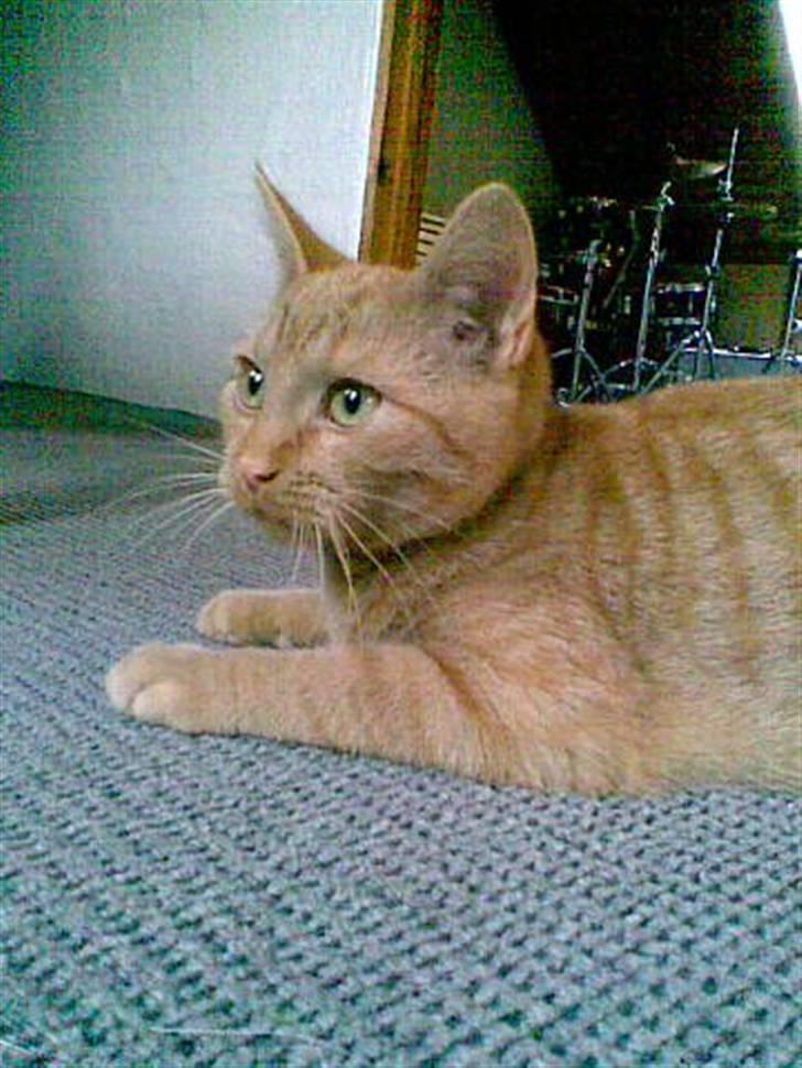 Huskat Charlie billede 5