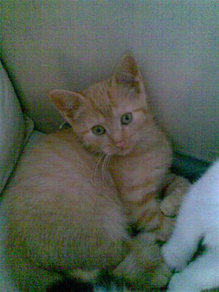 Huskat Charlie billede 6