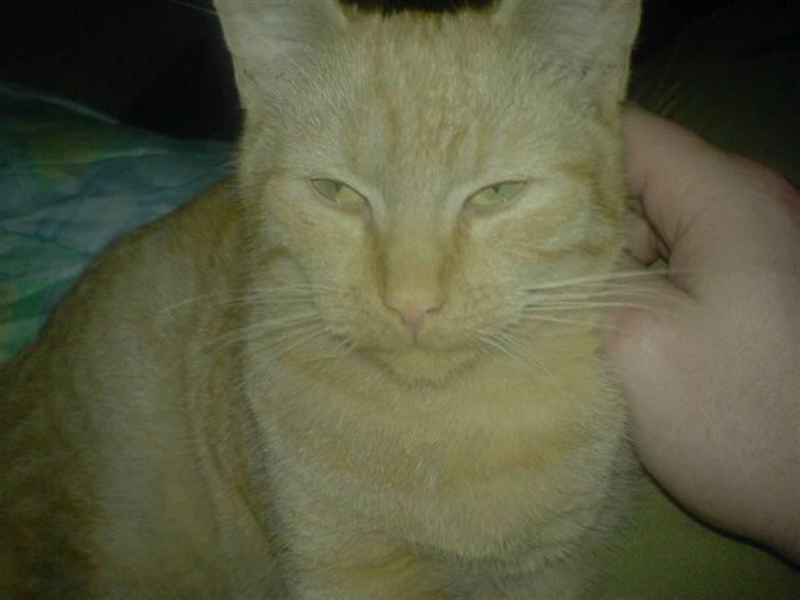 Huskat Charlie billede 7