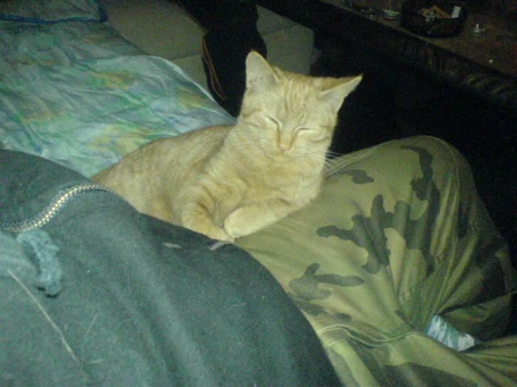 Huskat Charlie billede 8