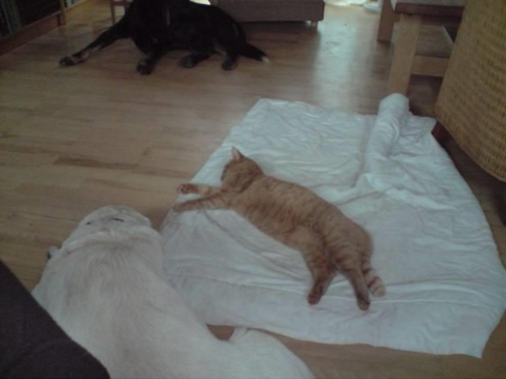 Huskat Charlie - Charlie og Larsen  billede 9