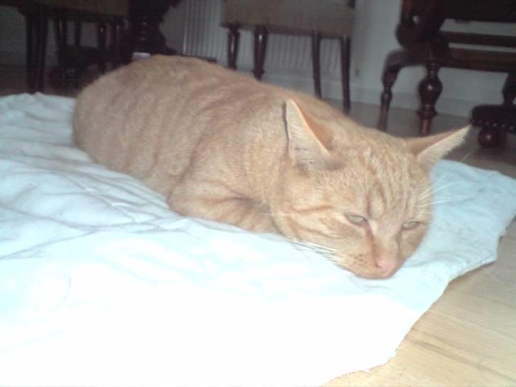 Huskat Charlie billede 10