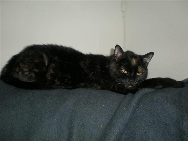 Blanding af racer plet - her ligger jeg og slapper af billede 1