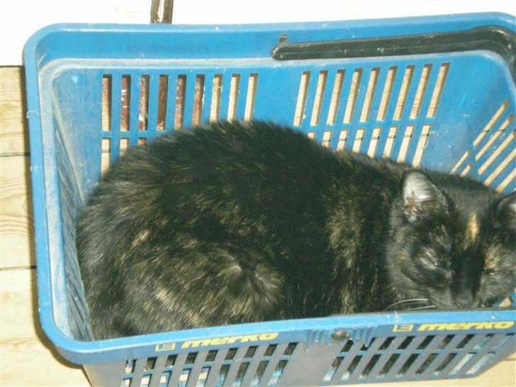 Blanding af racer plet - jeg prøver at gemme mig for far øv han fandt mig miav billede 2