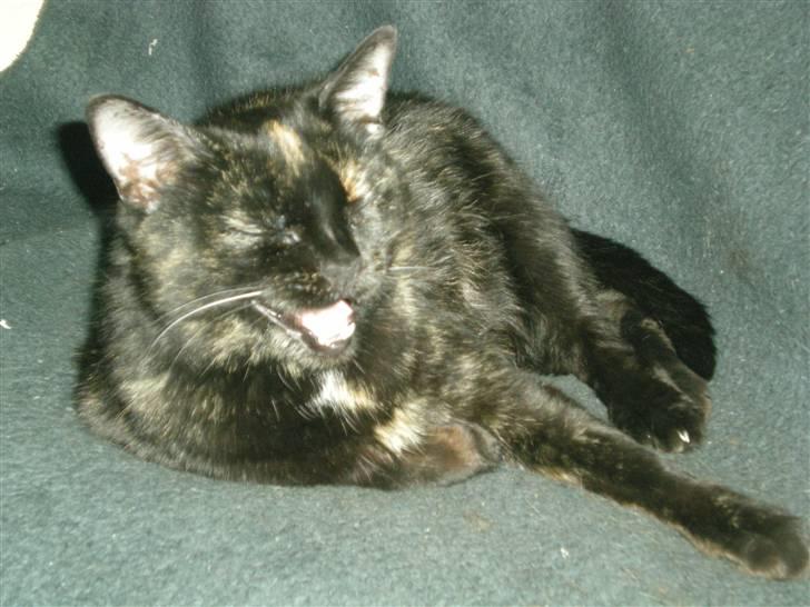 Blanding af racer plet - ser jeg ikke bare sød ud  billede 3