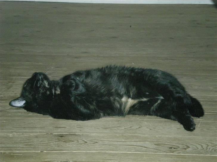 Blanding af racer plet - min ynglings stilling bare slappe af jeg håber at blive nusset på maven billede 4