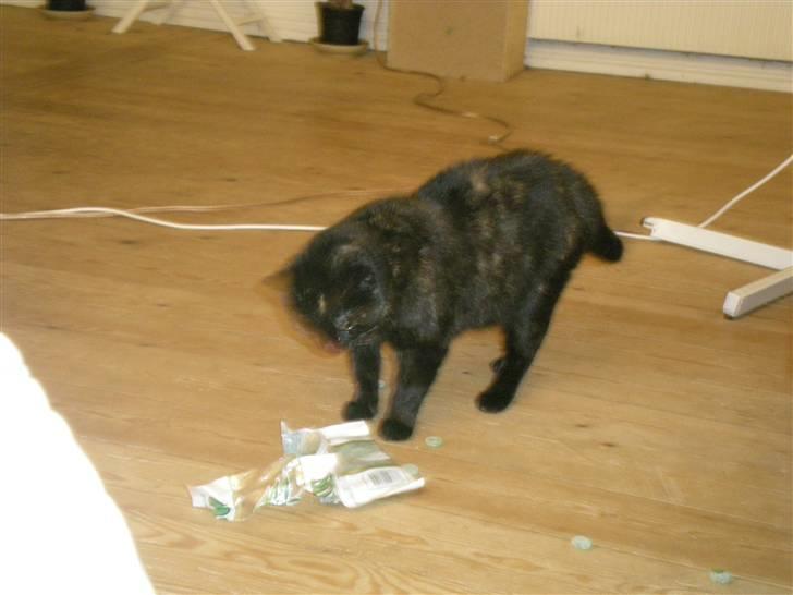 Blanding af racer plet - jeg skulle lige drille far han havde købt en pose mentol vingummi dem måtte jeg lige lege med billede 5